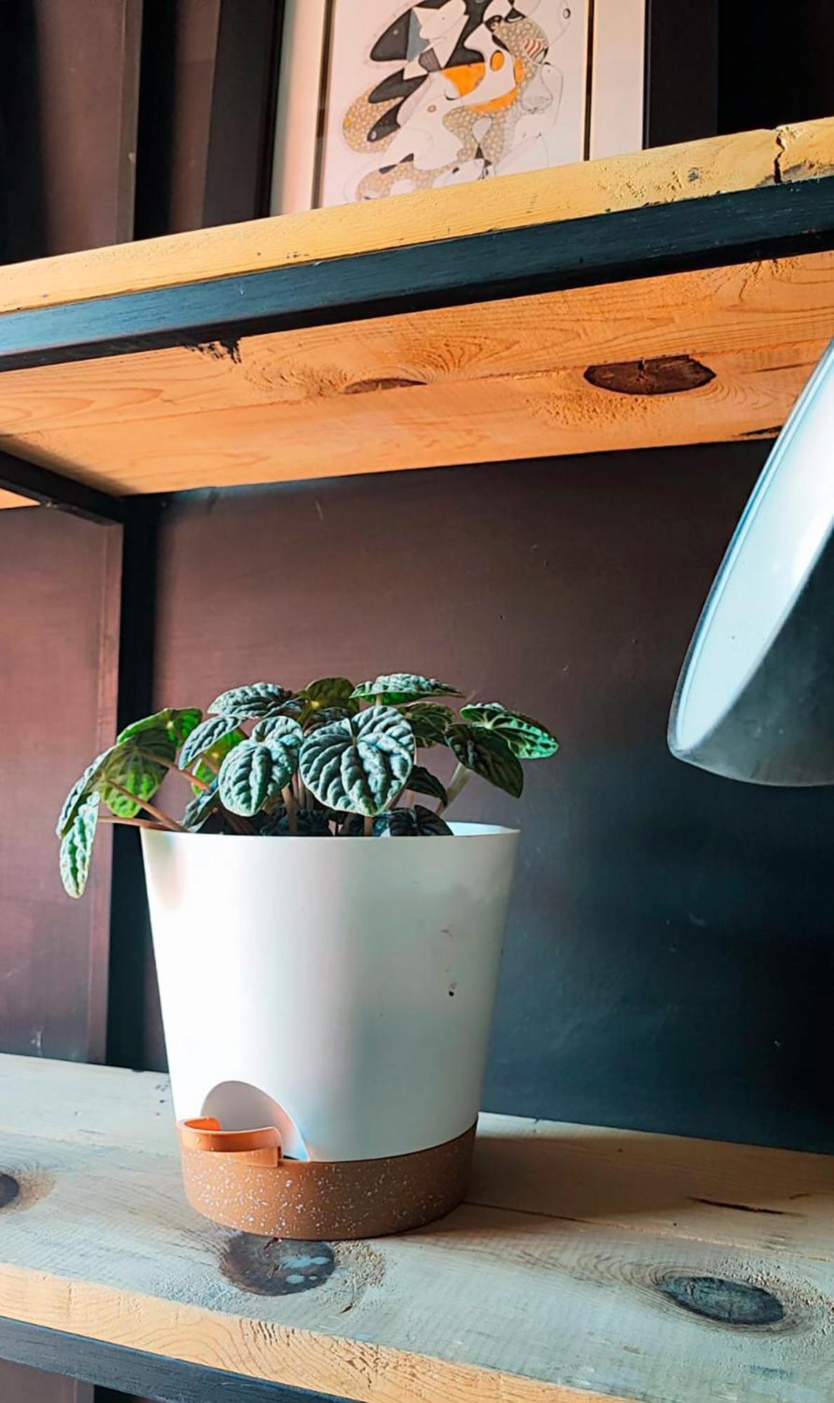 Slp Apartment San Luis Potosi