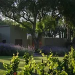 Vinedo Bodega 1881